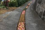 Artistica infiorata in via De Amicis